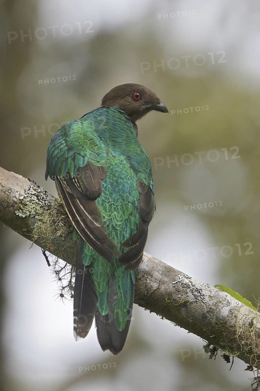 Golden-headed Quetzal (Pharomachrus auriceps) female, Ecuador