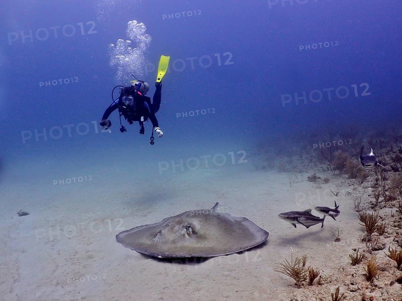 Southern Stingray (Hypanus americanus)