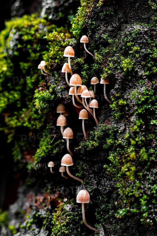 A cluster of delicate Mycena mushrooms sprouting gracefully from a rich on a forest, showcasing their slender stems and tiny caps in a natural forest setting