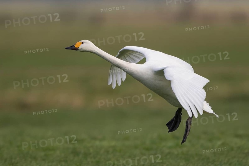 Tundra Swan (Cygnus columbianus bewickii) flying, Netherlands