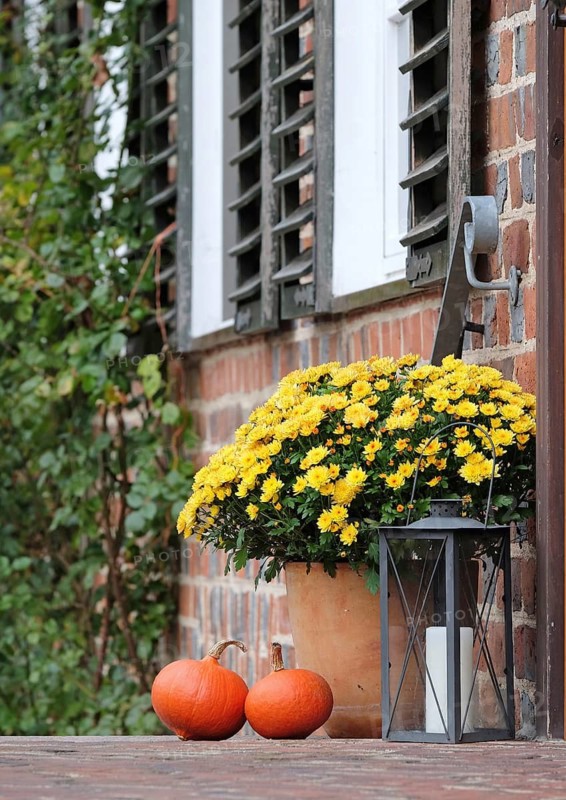 Chrysanthemum (Chrysanthemum 'Bienchen'),  Germany