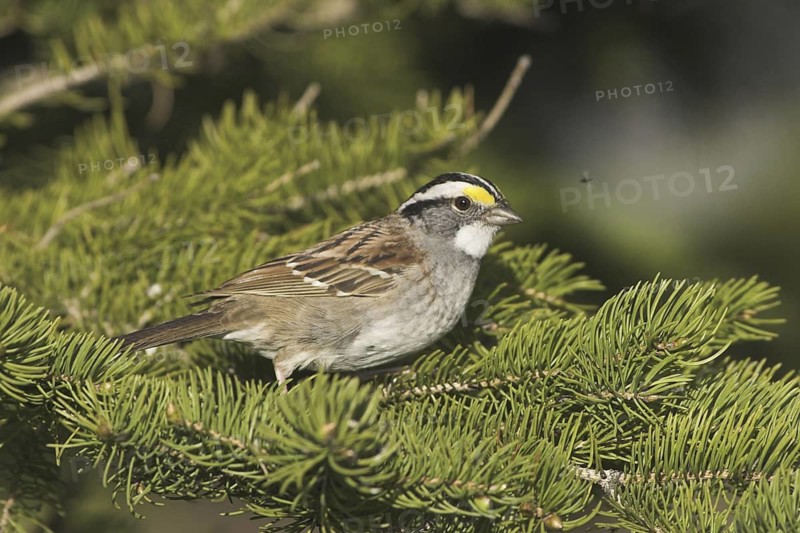 White-throated Sparrow (Zonotrichia albicollis), Ontario, Canada