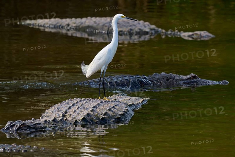 A heron stands calmly on a crocodile in the water and observes its surroundings, Great Egret (Egretta thula), American Alligator (Alligator mississippiensis), Orlando, Florida, USA