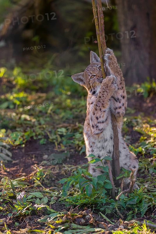One young Eurasian lynx, (Lynx lynx), plays with a young tree at a forest edge