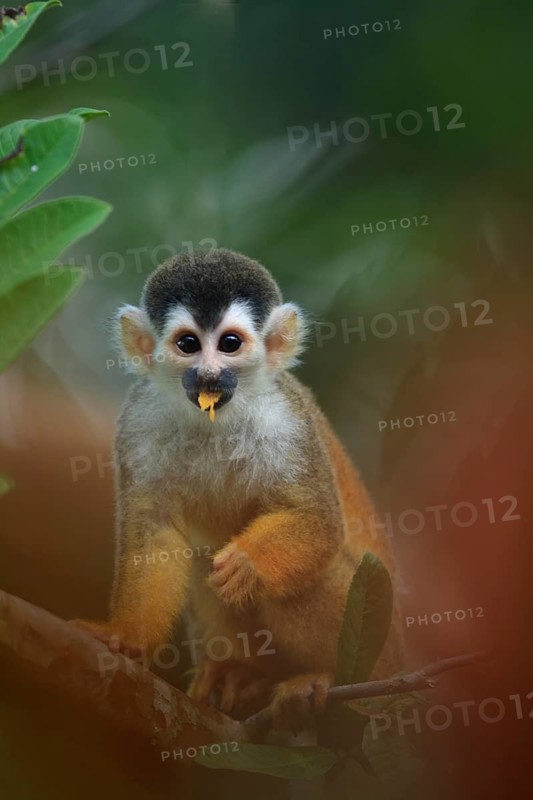 Black-capped squirrel monkey
