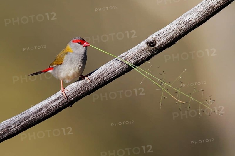 Red-browed Finch (Neochmia temporalis) male mating, Australian Capital Territory, Australia