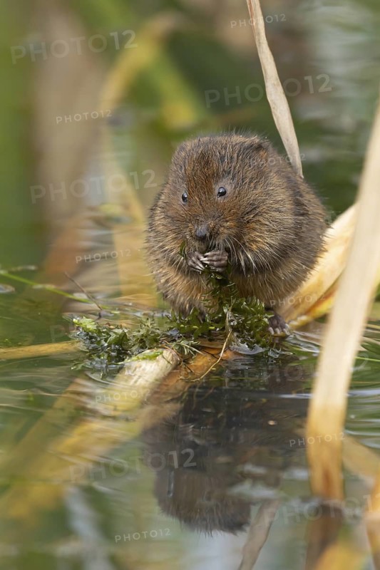 Water vole (Arvicola amphibius) adult rodent animal feeding on pond weed in a reedbed in summer, Suffolk, England, United Kingdom