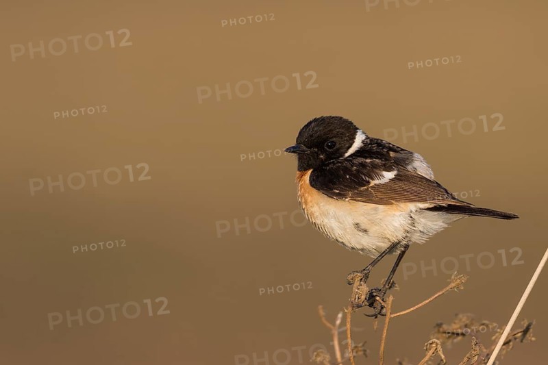 Siberian Stonechat - Pallasschwarzkehlchen - Saxicola maurus, Russia (Ural), adult male