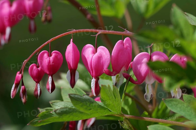 Watering heart (Lamprocapnos spectabilis), flowers, colour, branch, garden, pretty