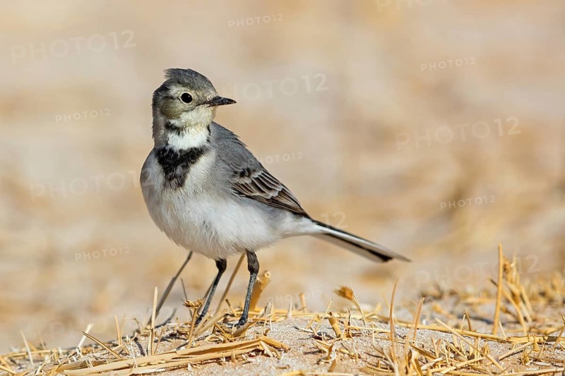 White wagtail, (Motacilla alba), songbird, Muntasar oasis, Salalah, Dhofar, Oman