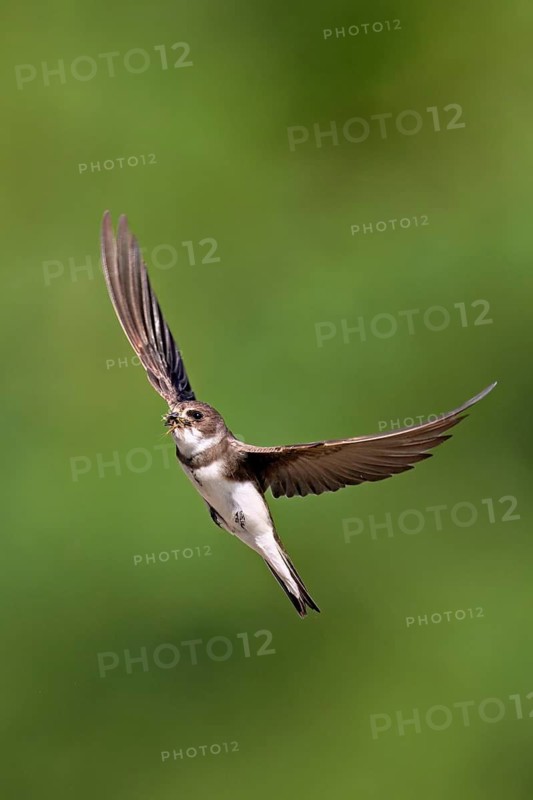 Sand martin (Riparia riparia), in flight with food in its beak, Reussegg nature reserve, Canton Aargau, Switzerland