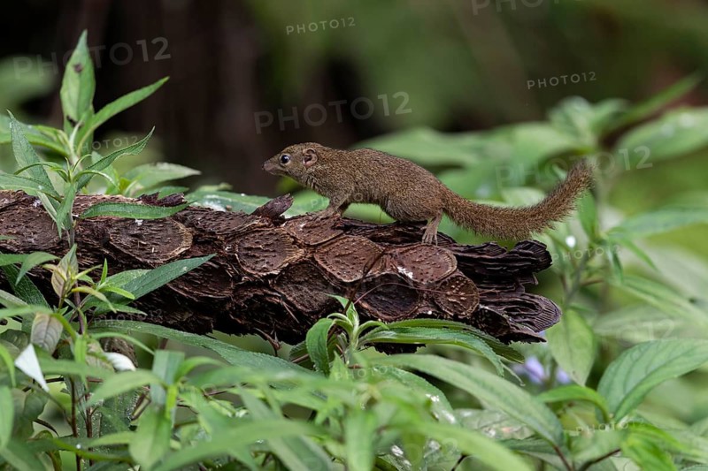 Northern Treeshrew (Tupaia belangeri) foraging, Yunnan, China