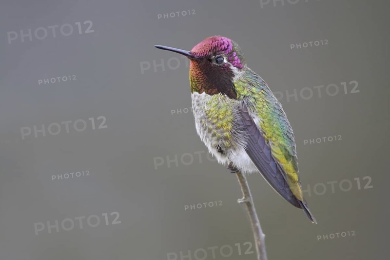 Anna's Hummingbird (Calypte anna), British Columbia, Canada
