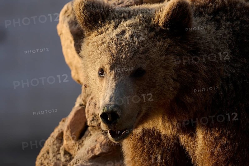 A brown bear is captured in a close up shot, standing against rocky terrain. The bears fur is illuminated by soft sunlight, highlighting its strong features and curious expression