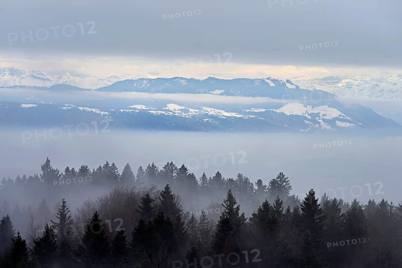 Forest in fog, snow-covered Alps behind, Beinwil, Freiamt, Horben, Lindenberg, Aargau Canton, Switzerland