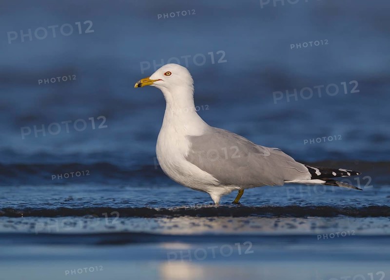 Ring-billed Gull (Larus delawarensis), California, USA