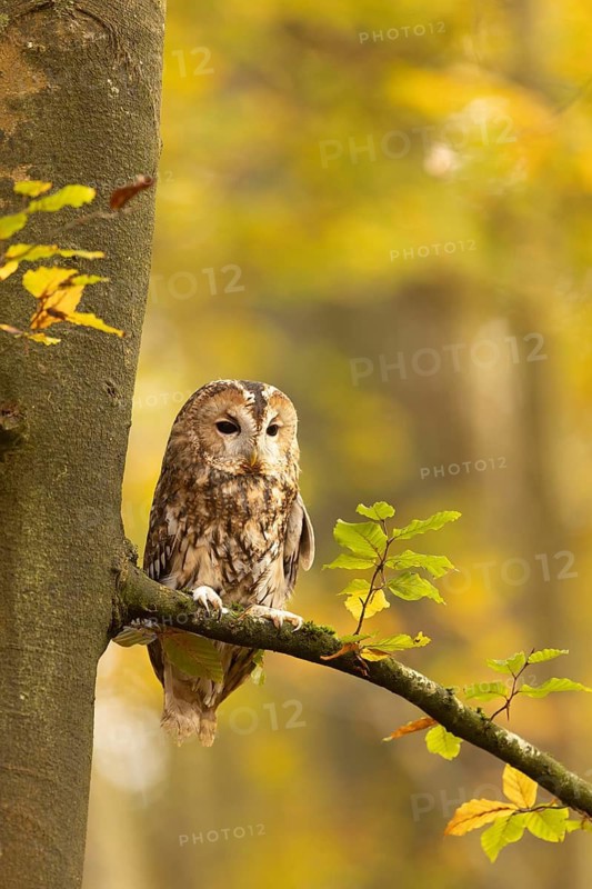 Tawny Owl (Strix aluco) captive, Baden-Wuerttemberg, Germany