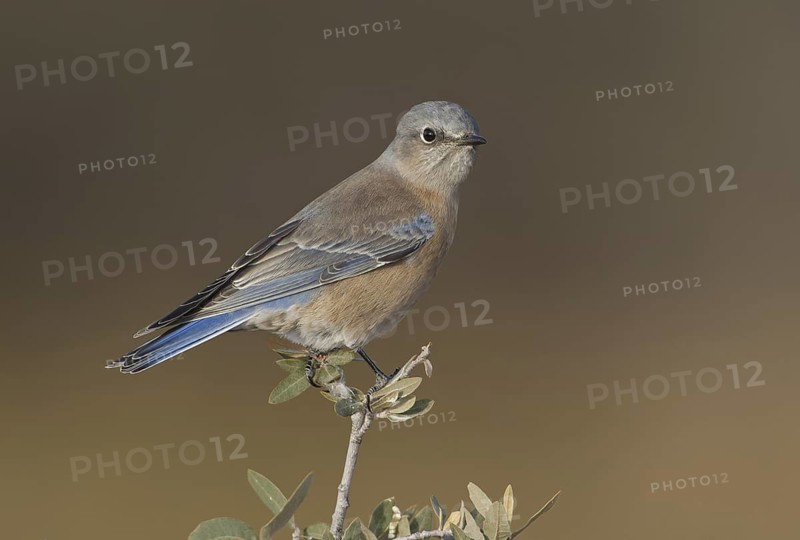 Western Bluebird (Sialia mexicana) female, New Mexico, USA