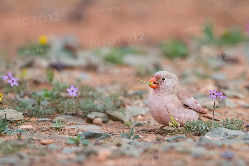 Trumpeter Finch - Wüstengimpel - Bucanetes githagineus ssp. zedlitzi, Morocco