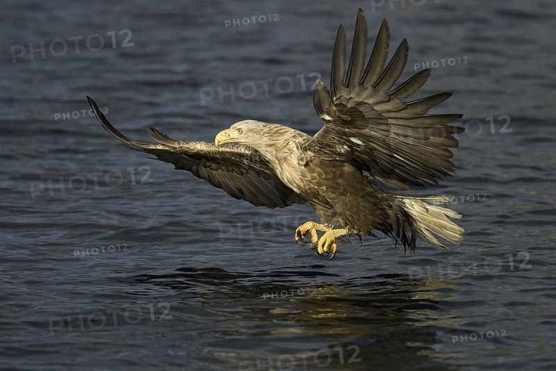 White-tailed Eagle (Haliaeetus albicilla) flying, Flatanger, Norway