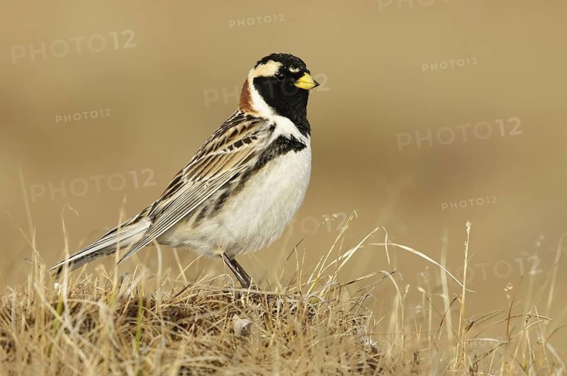 Lapland Longspur (Calcarius lapponicus) male, Alaska, USA