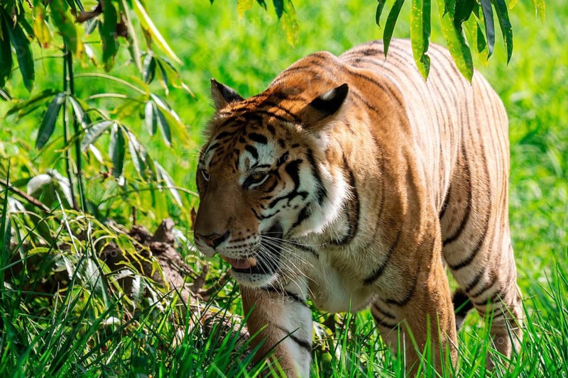 A Bengal tiger, Panthera tigris tigris, strolls with majesty through lush green grass, partially shaded by overhanging branches, its striped coat vividly contrasting with the verdant background