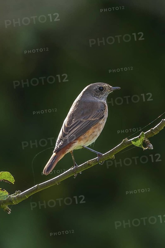 Common Redstart (Phoenicurus phoenicurus) juvenile male, Schleswig-Holstein, Germany