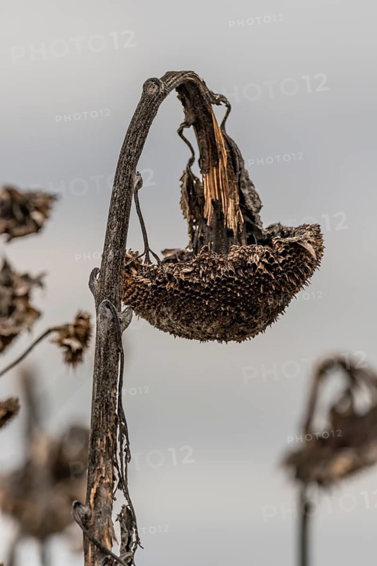 Sunflower (Helianthus annuus) in autumn, Bergen-Enkheim, Frankfurt am Main, Hesse, Germany