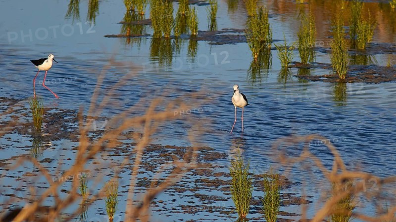Black-winged Stilt (Himantopus himantopus), Two birds standing in the water with plants in a marshland, Gialova lagoon, protected wetland, bird paradise, Navarino Bay, Pylos, Peloponnese, Greece