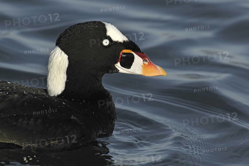 Surf Scoter (Melanitta perspicillata) male, California, USA