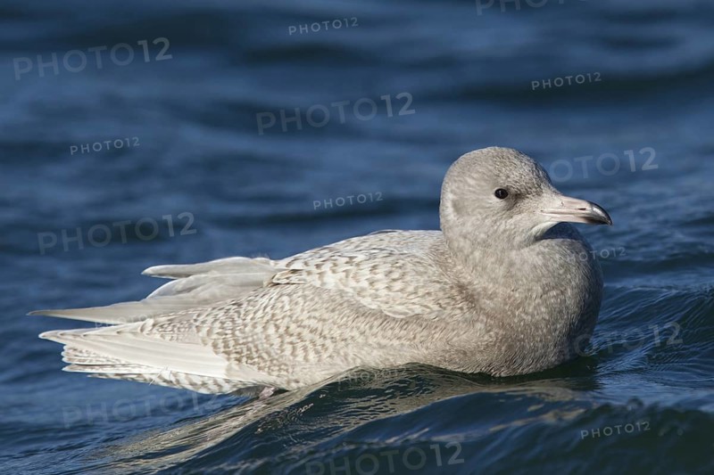 Glaucous Gull (Larus hyperboreus), North Sea, Germany