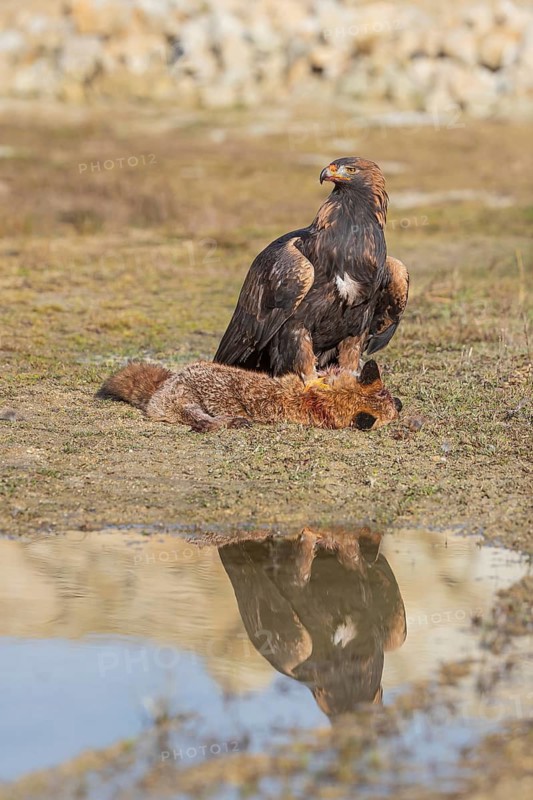 One golden eagle (Aquila chrysaetos) sitting in bright sunlight on a wet meadow, feeding on a dead fox. A reflection of the bird in a tiny puddle