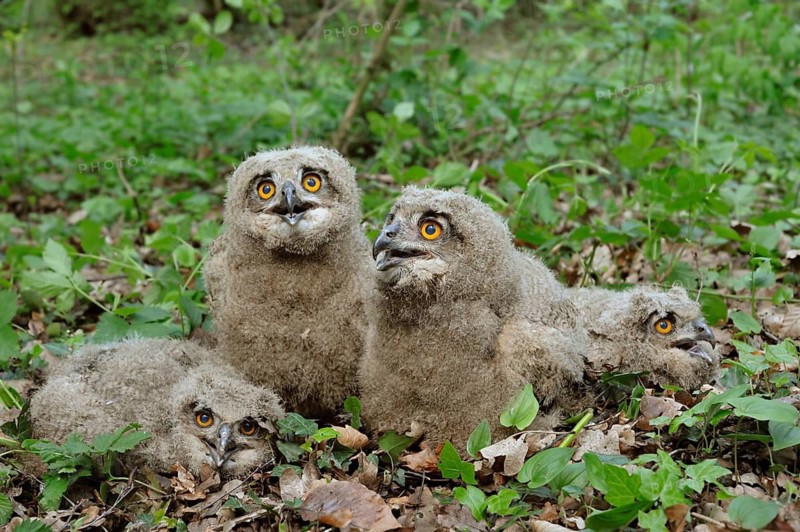 Eurasian Eagle-Owl (Bubo bubo) chicks, North Rhine-Westphalia, Germany