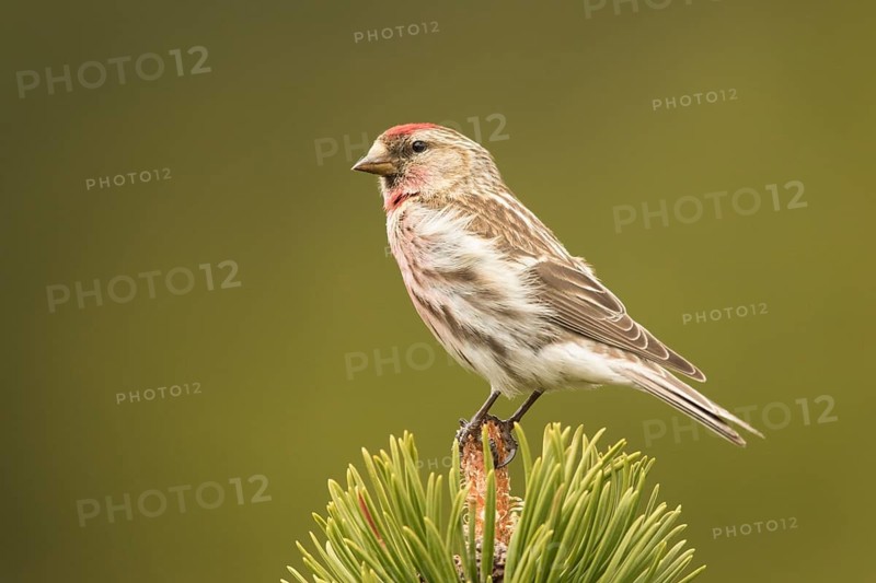Common Redpoll (Acanthis flammea) male, Bavaria, Germany