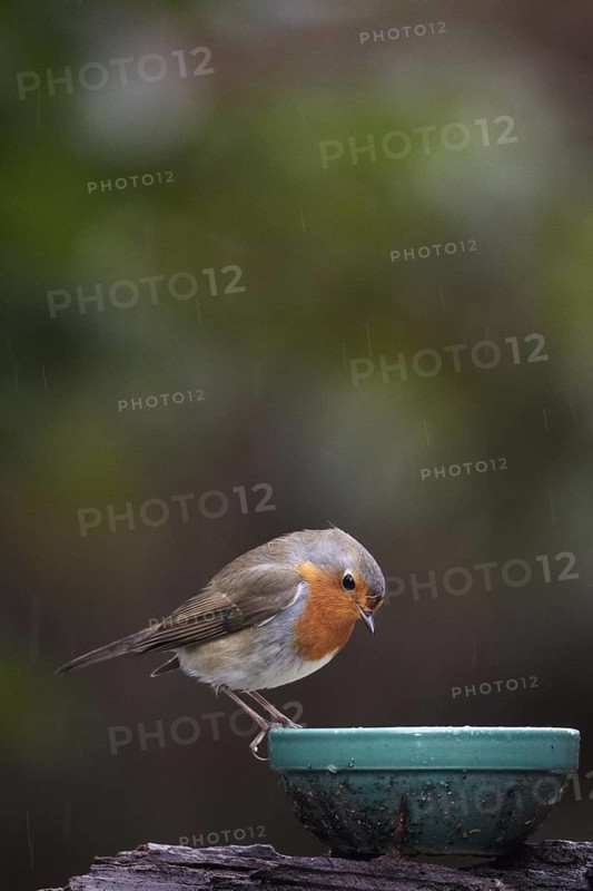 European Robin (Erithacus rubecula), Mecklenburg-Western Pomerania, Germany