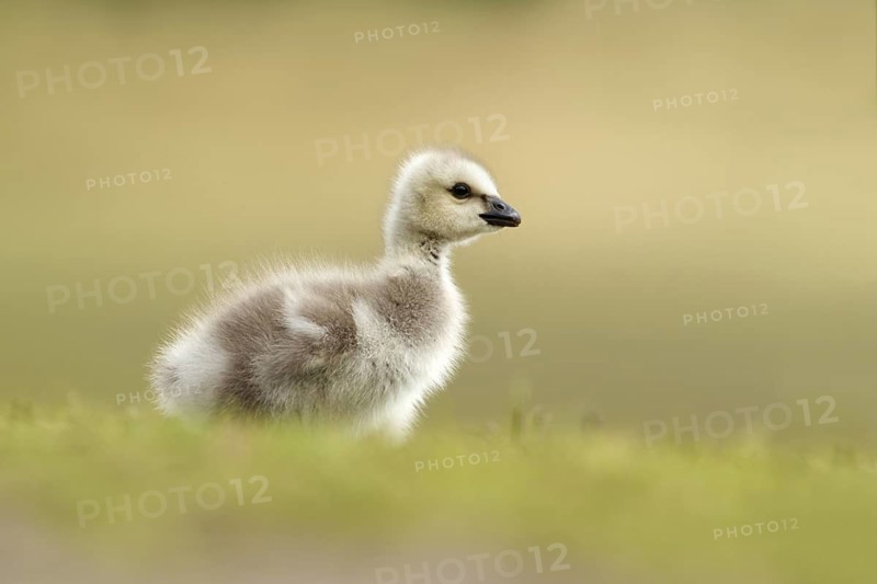 Barnacle Goose (Branta leucopsis) juvenile, Utrecht, Netherlands