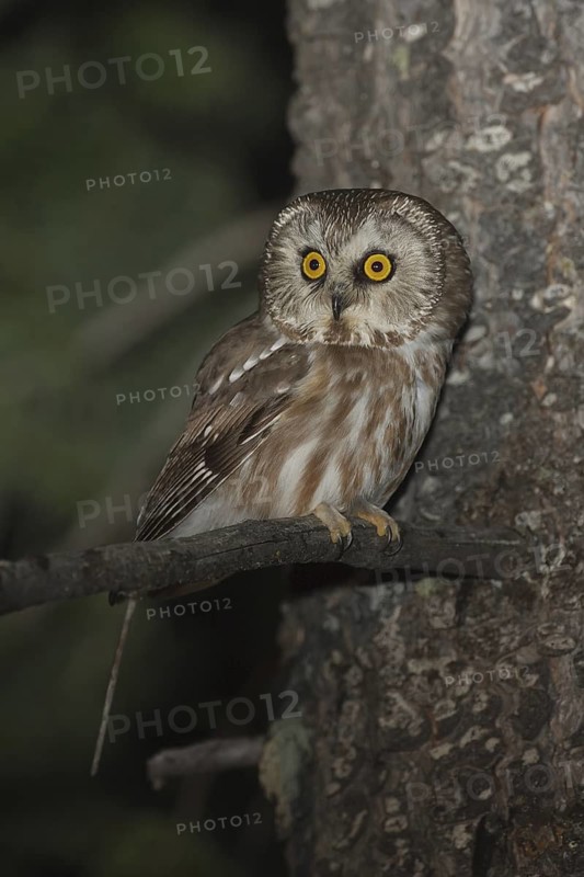 Northern Saw-whet Owl (Aegolius acadicus), Idaho, USA