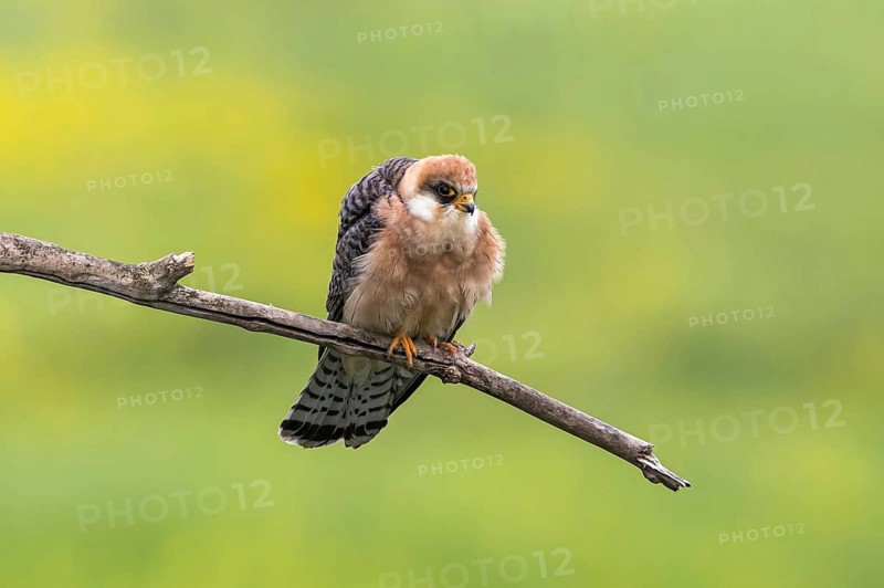 Red-footed Falcon (Falco vespertinus) female perched on a branch, Subotica, Serbia