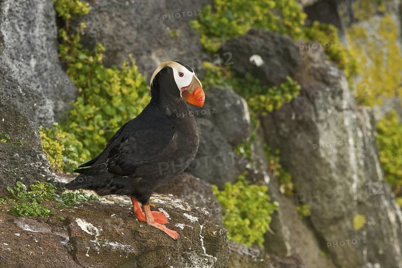 Tufted Puffin (Fratercula cirrhata), Alaska, USA