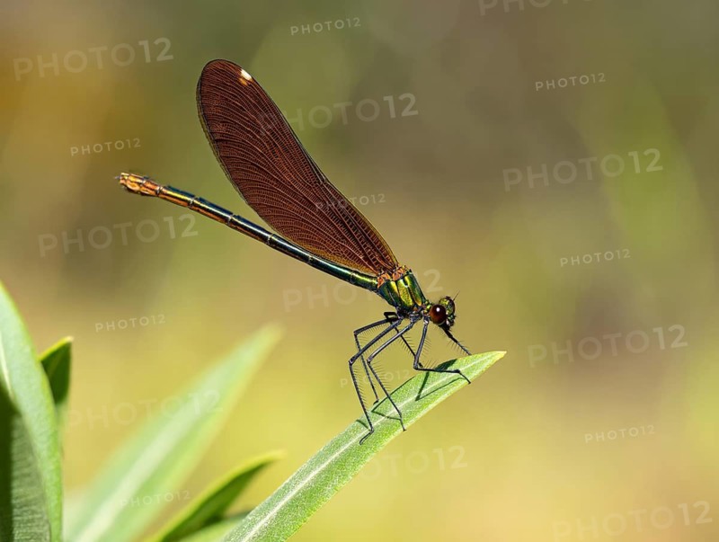 Dragonfly, Dragonfly, Dragonfly, Greece, Lesbos Island, (Crocothemis erythraea), Lesbos, Lesbos Island, Greece