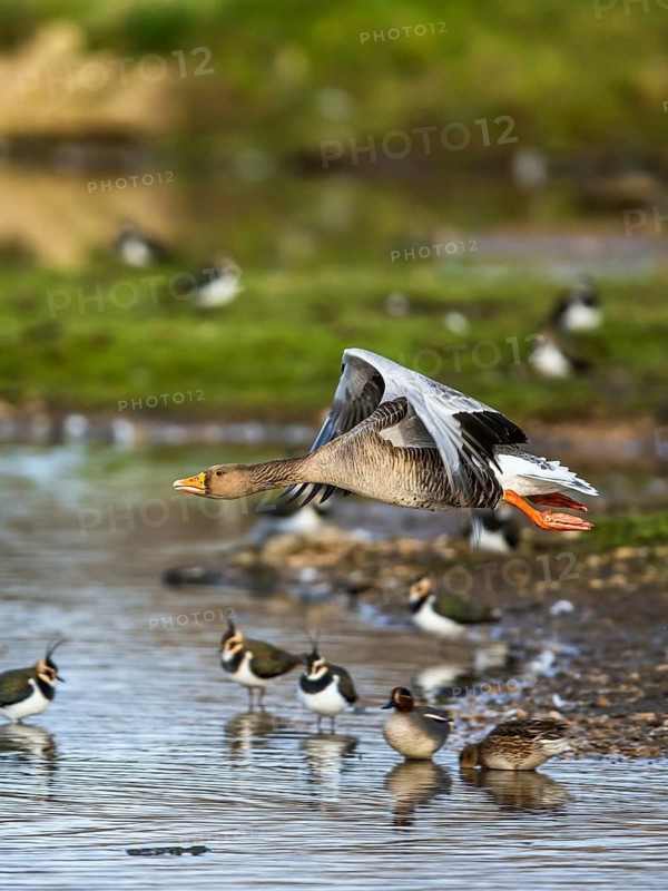 Greylag Goose, Anser anser, bird in flight over winter marshes