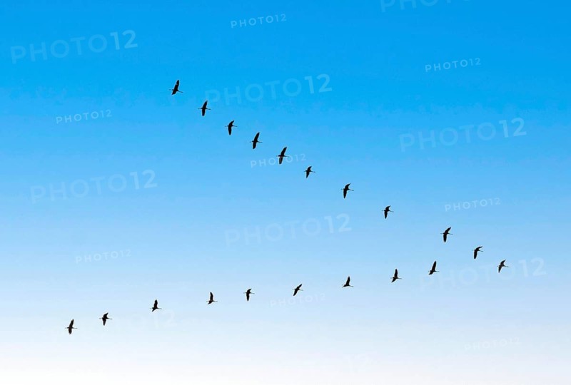 Crane arrow over Hamburg, Germany, Hamburg, birds, cranes, grus grus, arrow, swarm, twenty, bird migration, seasons, autumn, Lower Saxony, Germany
