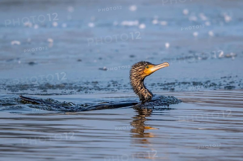 Great Cormorant (Phalacrocorax carbo) appearing at an ice edge after a dive, Mecklenburg-Western Pomerania, Germany