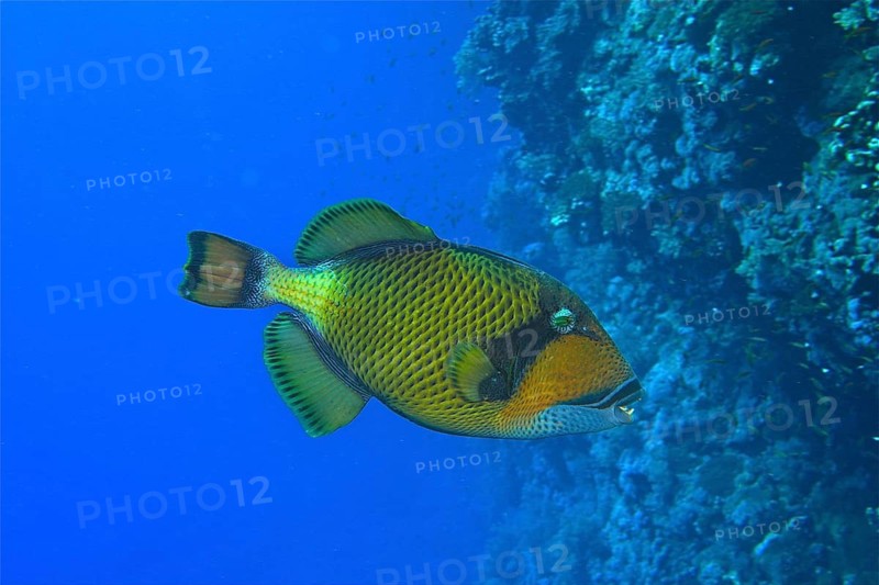Giant triggerfish (Balistoides viridescens)