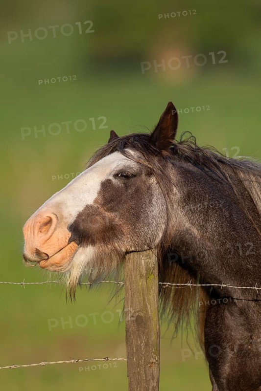 Horse or pony (Equus caballus) adult animal resting its head on a fence post, England, United Kingdom