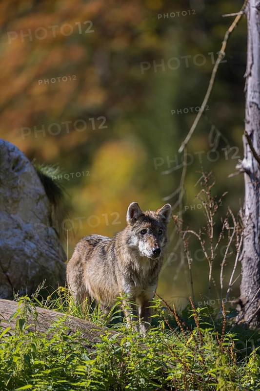 One eurasian gray wolf (Canis lupus lupus) standing on a small hill in green vegetation, with a colourful fall foliage in the background