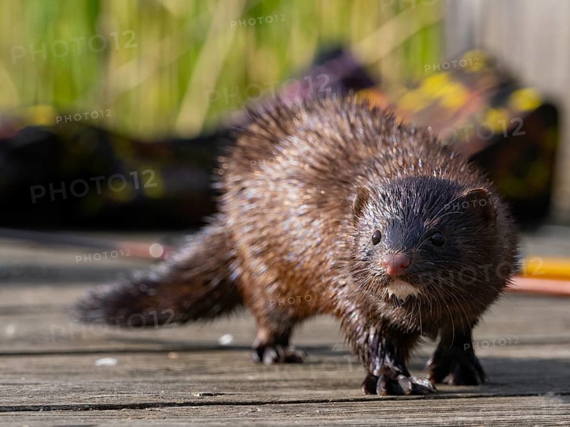 A curious mink