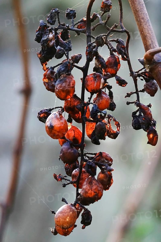 Grapes on the vine, November, Germany