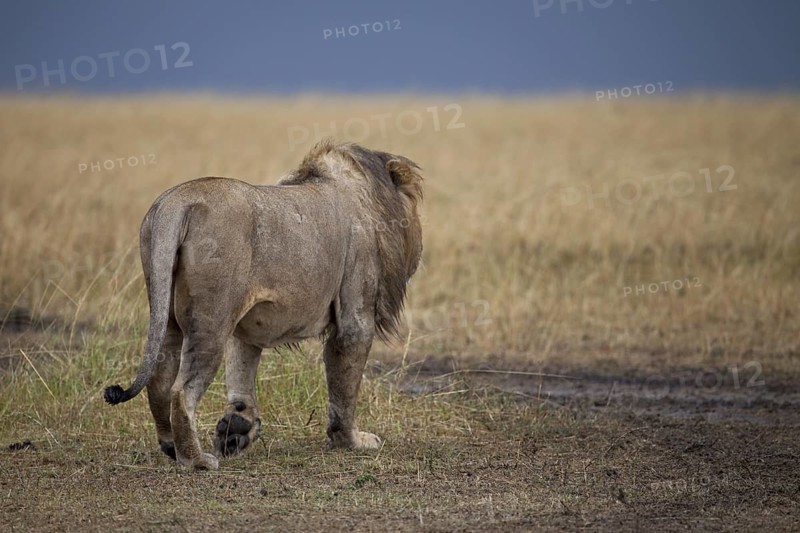 African Lion (Panthera leo) male walking away alone, Masai Mara, Kenya