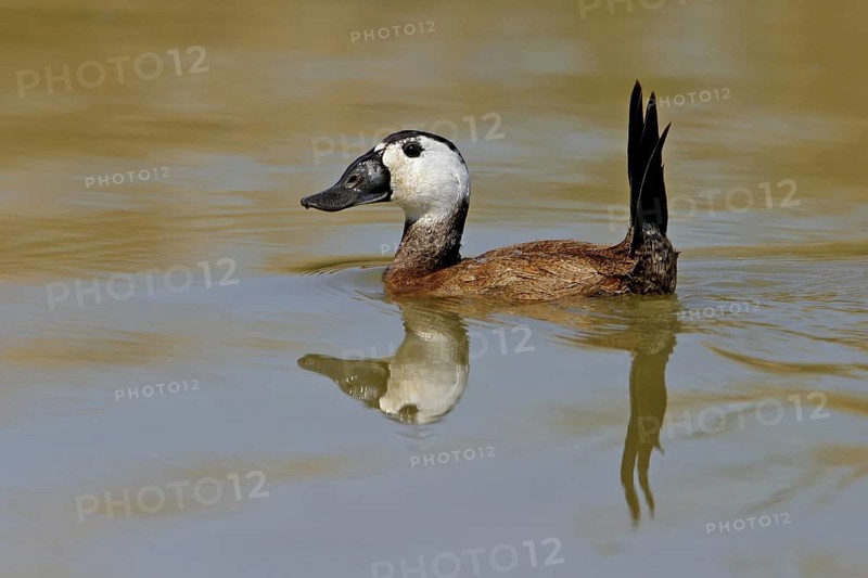 White-headed Duck (Oxyura leucocephala) male